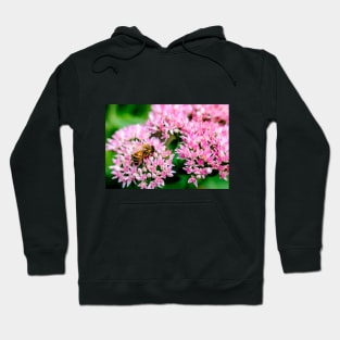 Bee On Stonecrop Flower 2 Hoodie